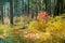 Brightly colored dogwood covering the entire forest on a sunny autumn day, Calaveras Big Trees State Park, California