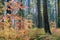 Brightly colored dogwood covering the entire forest on a sunny autumn day, Calaveras Big Trees State Park, California