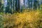 Brightly colored dogwood covering the entire forest on a sunny autumn day, Calaveras Big Trees State Park, California