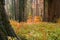 Brightly colored dogwood growing among giant sequoia tree