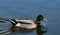 Brightly colored drake mallard moving on a flat blue pond in Boise Idaho