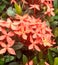 Brightly colored fence flower