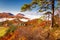 Brightly colored forests of mountain valley in the morning mist