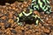 Brightly colored frog, Green and Black Dart Frog, Dendrobates auratus