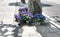 Brightly colored hydrangea flowers in pots stand on the sidewalk. Blue, purple and purple hydrangeas.