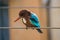 Brightly colored Kingfishersor Alcedinidae , sitting on an electric wire.