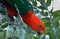 Brightly colored male Australian king-parrot