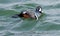 Brightly colored male Harlequin Duck