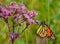 Brightly colored Monarch clutching Joe Pye Weed pink flower