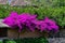 Brightly colored Peruvian flowers - Sacred Valley - Wayra Urubamba - Peru 106