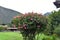 Brightly colored Peruvian flowers - Sacred Valley - Wayra Urubamba - Peru 113