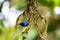 Brightly colored Purple Honeycreeper perching on mossy branches in the forest