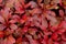 Brightly colored red leaves of Alpine bearberry, Arctostaphylos alpinus