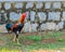 Brightly colored rooster stands proudly on the ground against a weathered wooden wall