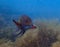 Brightly Colored Snapper in a Sea of Baby Shrimp Underwater in M