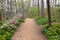 Brightly colored spring flowers blooming along a mulch walking path through the woods of Edith J. Carrier Arboretum, James Madison