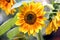 A Brightly Colored Summer Sunflower