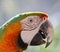 Brightly colored sun conure perched on a branch, its feathers glowing in the light of the sun