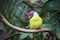 Brightly colored tropical bird preening on faux branch