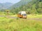Brightly colored truck passes through rice paddies