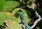 Brightly Colored Whiptail Lizard in the Top of a Shrub