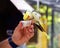 Brightly colored yellow cockatiel snacking bird seed out of a tiny hand held plastic cup.