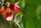 Brightly colored yellow speckled bird eating fruit in a tropical tree