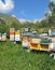 Brightly coloured beehives in pastoral setting