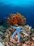 Brightly coloured blue starfish, Linckia laevigata, tropical coral background. Misool, Raja Ampat, Indonesia