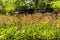 Brightly coloured Candelabra Primula in an English garden.