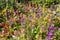 Brightly coloured Candelabra Primula in an English garden.