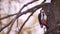 Brightly-coloured portrait of woodpecker on tree trunk severely battering the tree looking for pests on natural