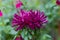 Brightly coloured purple aster flower named Pavlova Blue. The flower is an annual, and was photographed in late summer.