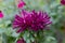 Brightly coloured purple aster flower named Pavlova Blue. The flower is an annual, and was photographed in late summer.