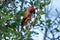 Brightly coloured purple finch eats green berries from a bush in the morning light