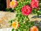 Brightly coloured red and orange roses fully open on rose bush, stamens full of pollen and background out of focus