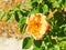 Brightly coloured red and orange roses fully open on rose bush, stamens full of pollen and background out of focus