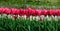 Brightly coloured red tulips at Keukenhof Gardens, Lisse, South Holland