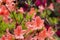 Brightly coloured rhododendron flowers, photographed at end May in Temple Gardens, Langley Park, Iver Heath, UK.