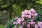 Brightly coloured rhododendron flowers, photographed at end May in Temple Gardens, Langley Park, Iver Heath, UK.