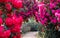 Brightly coloured rhododendron flowers, photographed at end May in Temple Gardens, Langley Park, Iver Heath, UK.