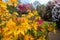 Brightly coloured rhododendron flowers, photographed at end May in Temple Gardens, Langley Park, Iver Heath, UK.