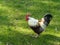 Brightly coloured Rooster in a barn yard.