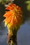 Brightly coloured torch lily also called red hot poker plant