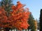 Brightly coloured trees in Autumn in Ontario