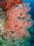 Brightly coloured tropical coral background. Misool, Raja Ampat, Indonesia