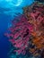 Brightly coloured tropical coral background. Misool, Raja Ampat, Indonesia