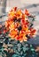 Brightly coloured yellow, orange and red Alstroemeria lily. The image was taken on  film