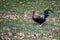 Brightly feathered rooster free range in a yard with autumn leaves