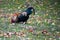 Brightly feathered rooster pecking the ground for food.